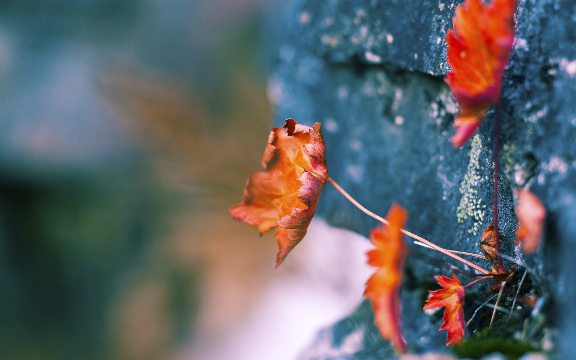 桥接东西的篮球诗篇,当多伦多猛龙遇见浙江稠州,东契奇一球定音