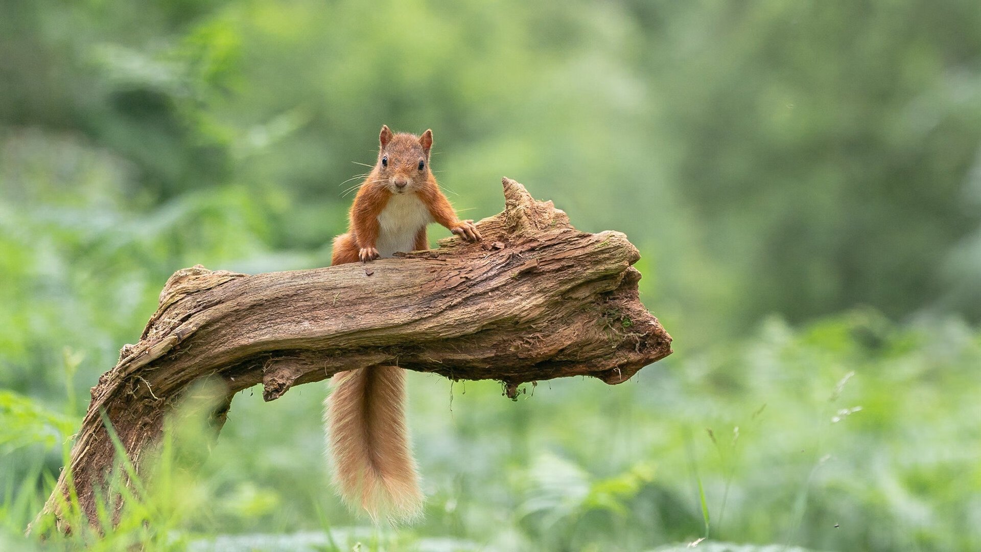 澳大利亚的新王降临，绿色风暴如何碾压银河战舰