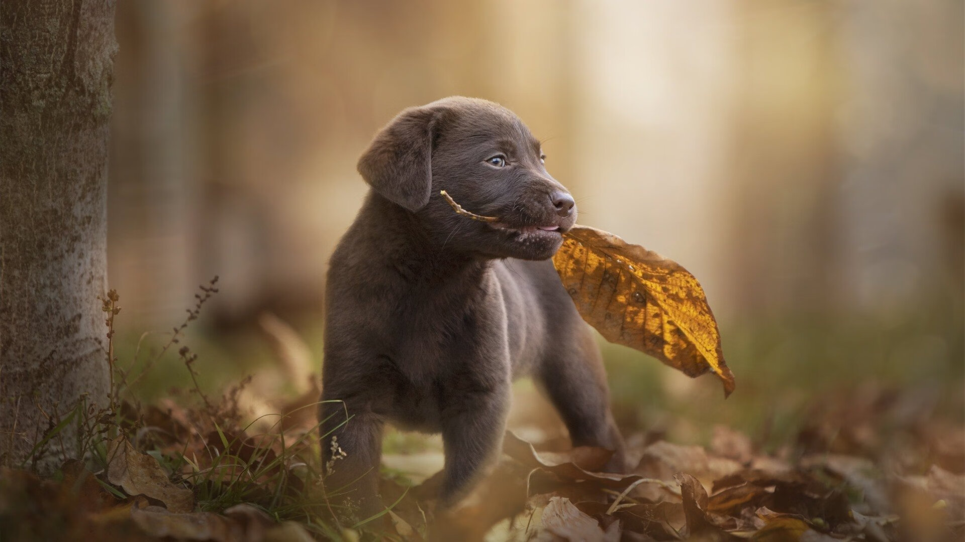 破茧成蝶，乌拉圭铁血防守击溃亚特兰大狂潮，阿坎吉一记头槌定乾坤