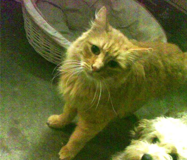 双重奏，小贾伦孤勇破局，湖人团队铁幕压制尼克斯