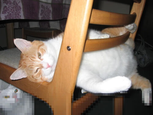 赛场异次元，当福克斯穿起红袍，定义属于公牛的另一重现实