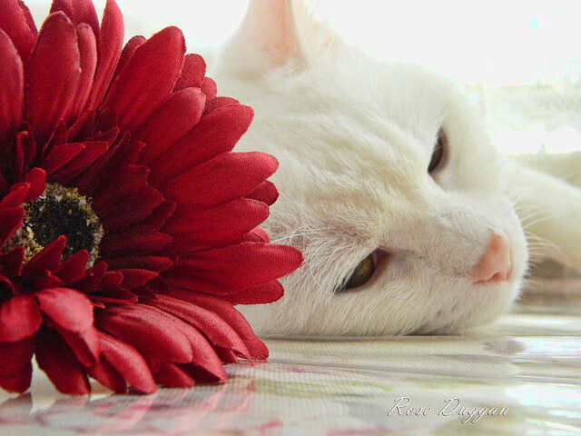 富安健洋关键一击，勒沃库森巅峰对决胜出利物浦