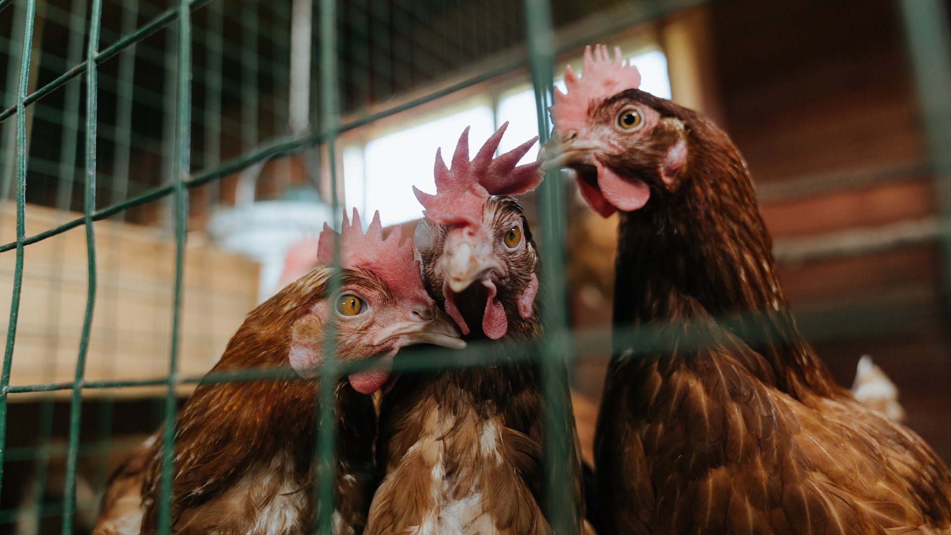 杜兰特引擎轰鸣,当篮球化身F1街道赛的终极对决