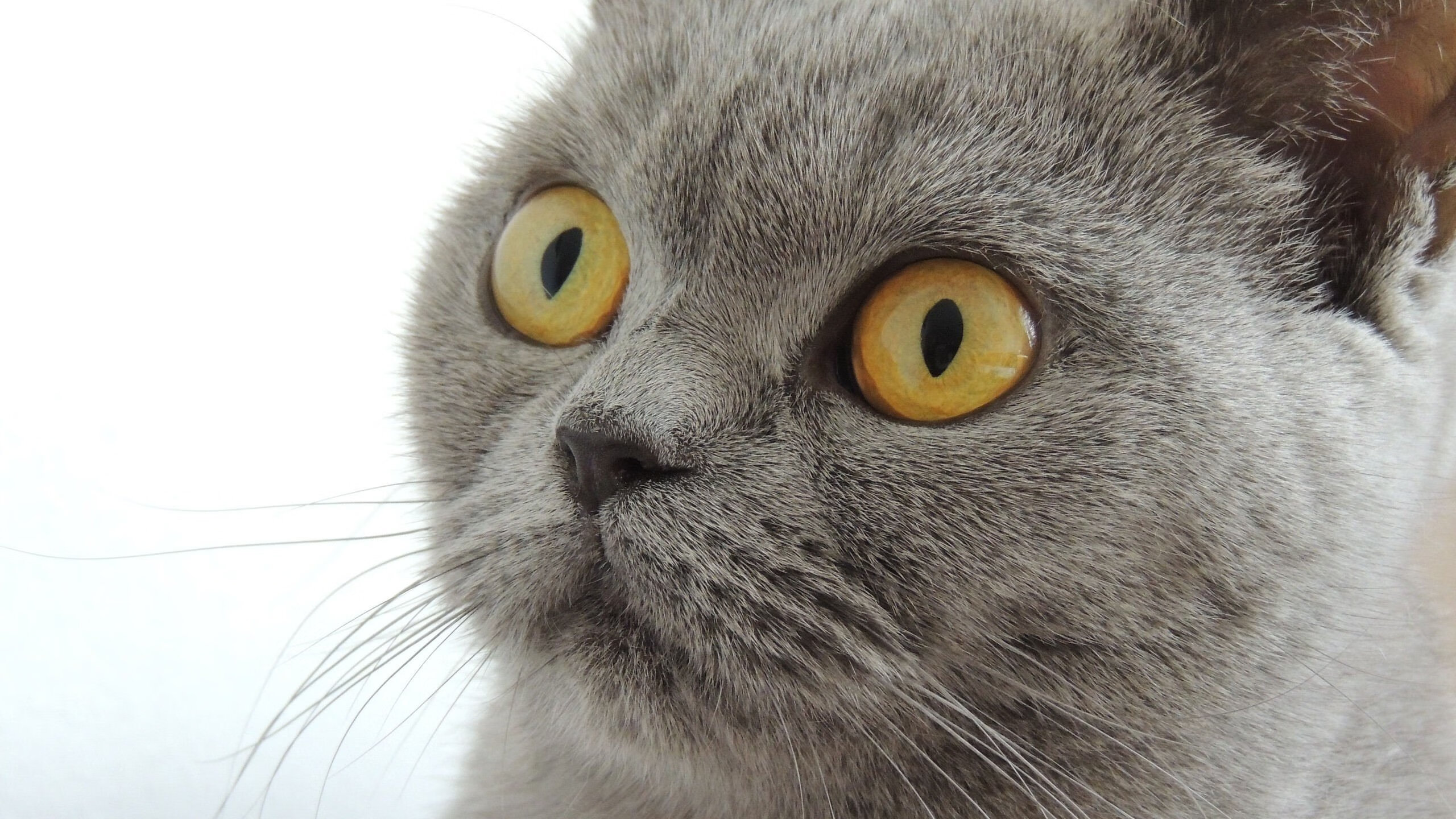 战术绞杀与球星闪光,当快船的最后时刻撕破吉林队的铁血防线