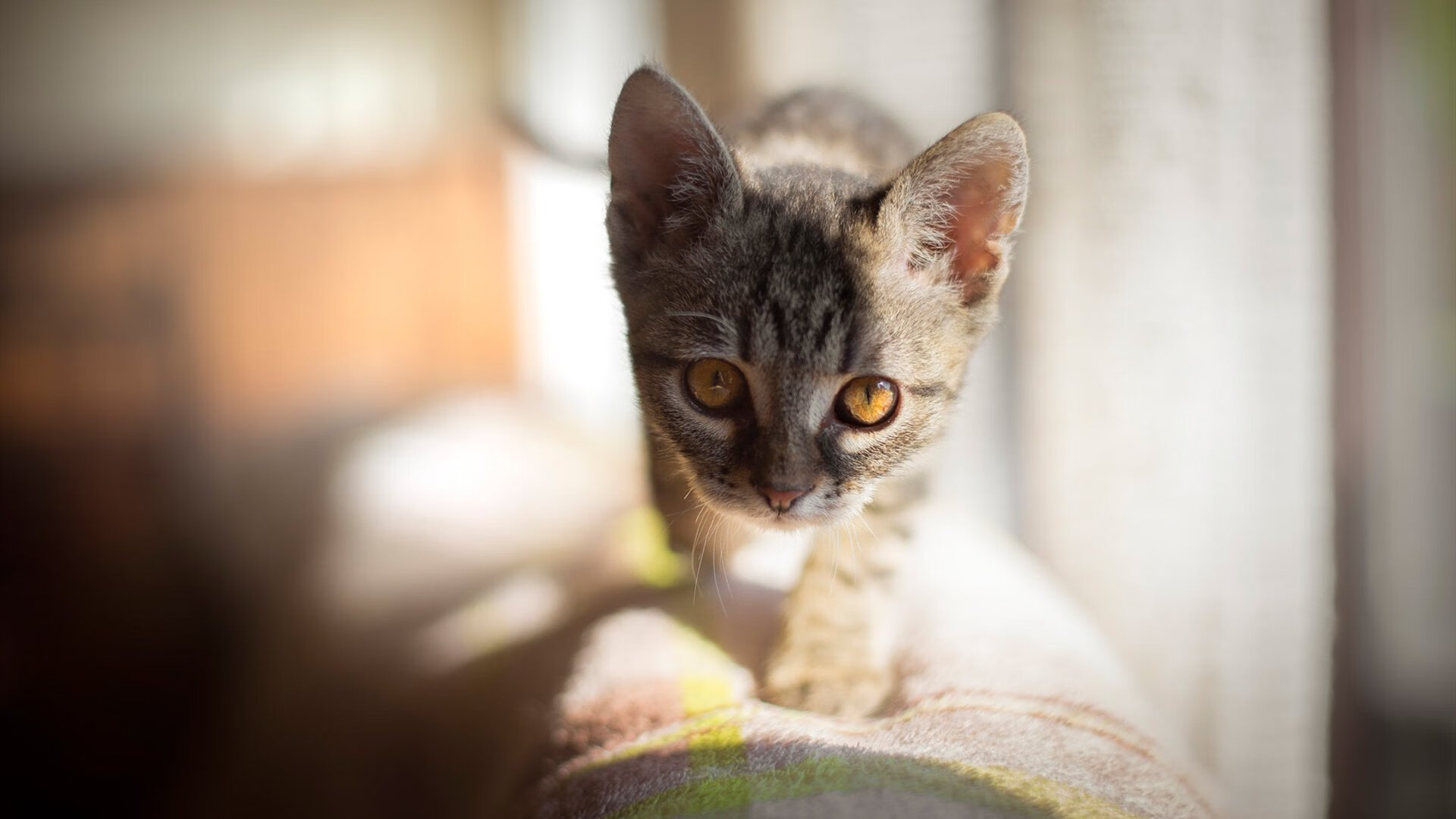 东决关键战之夜,克瓦拉茨赫利亚独舞巅峰对飚,唯一硬仗之王力挽狂澜