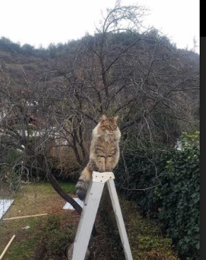 绝境戈贝尔!山西新擎天柱轰然立起,决胜局三晋铁军带走广厦
