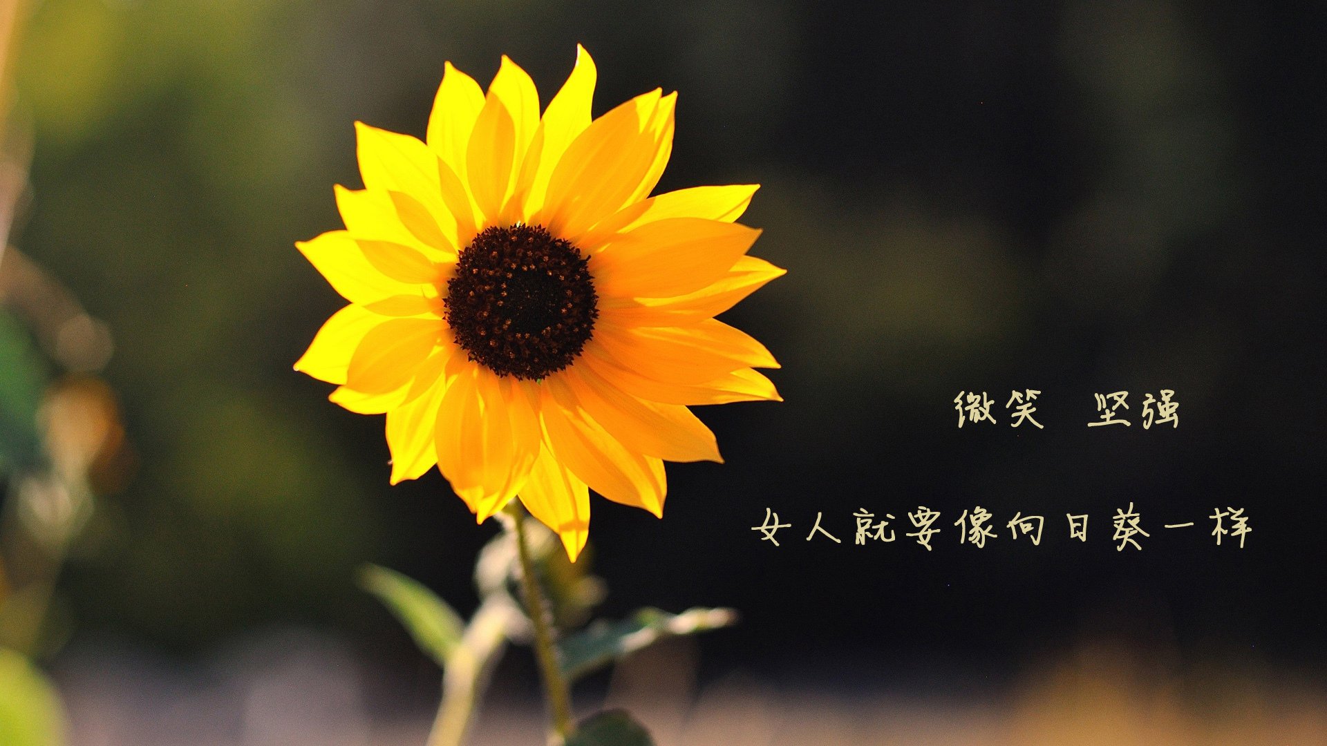 镜像之战，久保建英的星光如何照亮了曼联与阿尔及利亚的平行时空