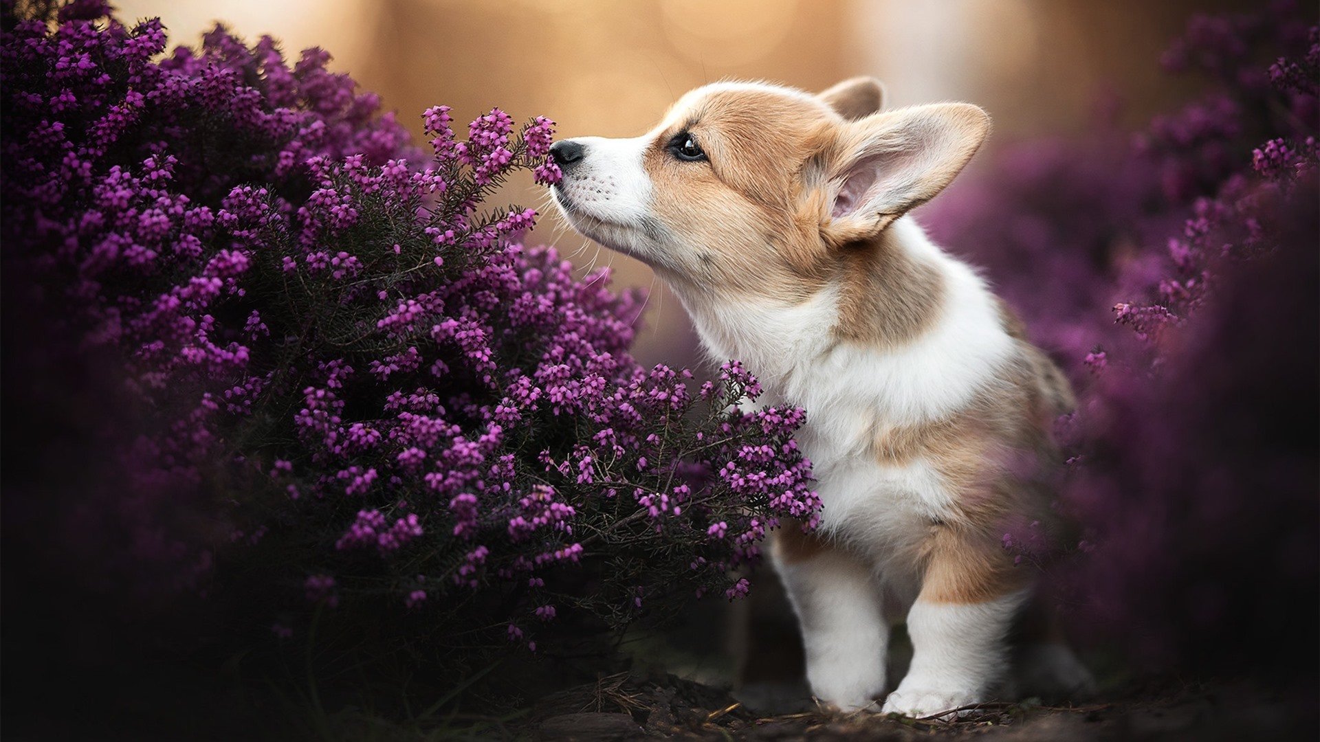 1.末节奇迹,沙特用意志带走哥斯达黎加,德里赫特扮演致命终结者