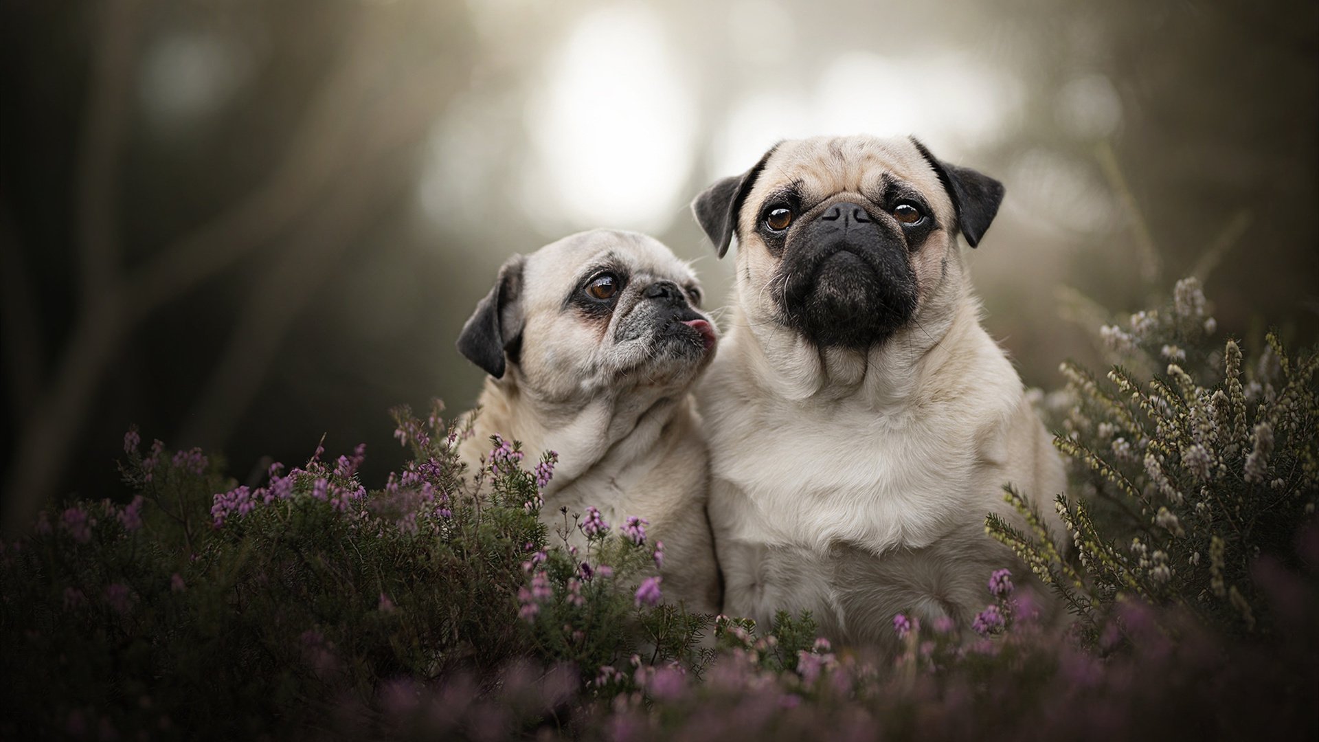 月光下的独舞者，爱德华兹总决赛之夜的引力场